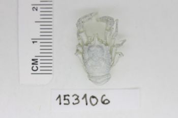 Media type: image;   Invertebrate Zoology 153106 Description: Preserved specimen.;